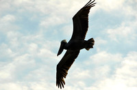 01-05-2010  Birds and Manatees  Florida   vultures osprey pelican