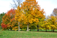 10-20-09  Fall Tree Colors