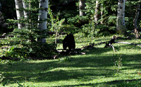 09-02-2010 On way to & Little Big Horn Bear, deer, elk