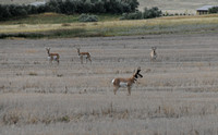 09-07-2010 Castner Falls Trip Big Buck Mule Deer Pronghorn