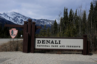 05-08-2011 Denali National Park, Moose, Caribou, & Swans