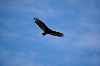 02-14-2010 Kissimmee Prairie SP Florida vultures sunset
