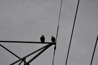 02-19-2010 Day 4 Bald Eagles nest Lake Monroe