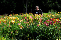 07-01-2015 "Lilies Galore" Pete Webb's Lilly Nursery (Lillies Galore)
