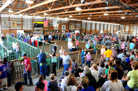 07-15-2015 Clinton County 4H Fair  Hog Championship & Hog Showmanship