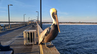 02-18-2016 Gulf Shores State Park Pier Sunset-photos