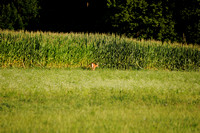 07-10-2010  Clinton County Deer, Sunset, & Fire