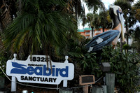 01-11-2011 Suncoast Seabird Sanctuary