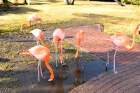 01-19-2010 Flamingos & boy