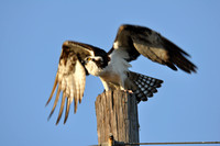 01-20-2010 Bird Canal  vultures osprey pelican