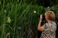 06-23-2012 Zionsville Water Lilies