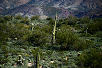 02-11-2015 Thousands of Saguaro Cacti
