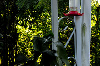 08-06-2011  Pam's Hummingbird
