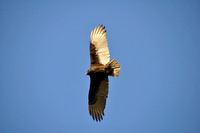 01-04-2010 Edward Medard & Lithia Springs Parks Florida - Birds  vultures Hawk